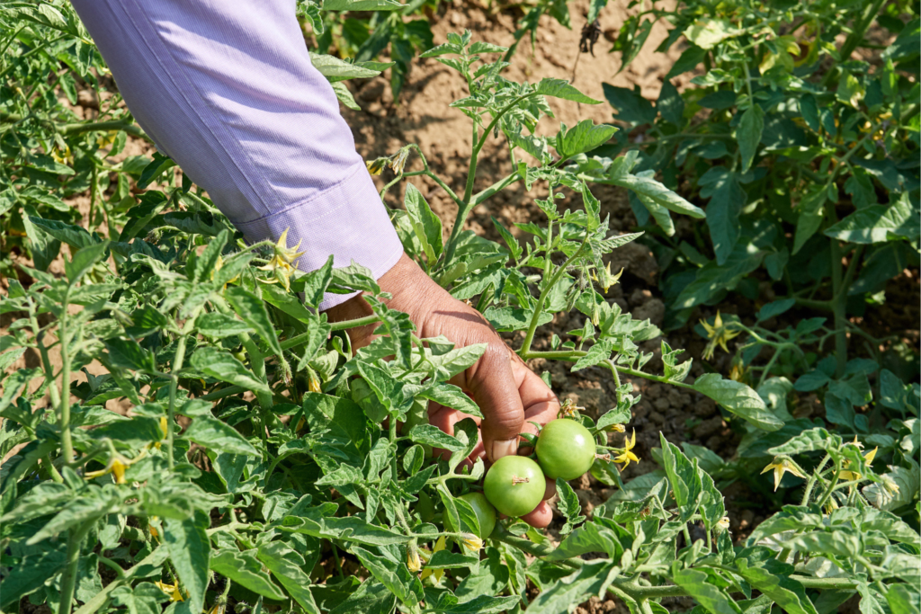 Cultiver son jardin une graine à la fois, avec pour but l'autosuffisance  alimentaire